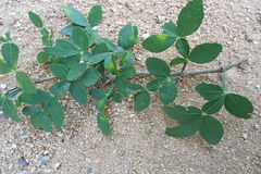 Naringi crenulata